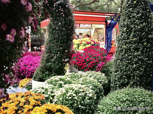 杭州植物园的菊花展——一场关于菊花的饕餮盛宴（一）