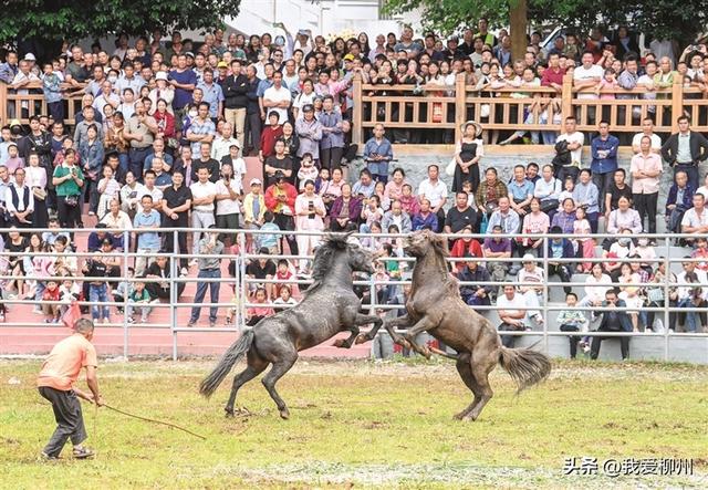 惊奇柳州 诗和远方