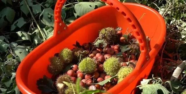 许昌周末漫游 | 把秋天装进篮子里：这份秋季采摘全攻略请收好！