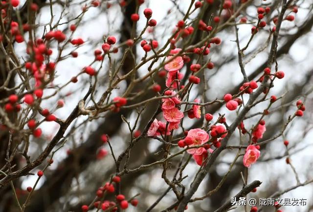 冬日“梅”景，真美！