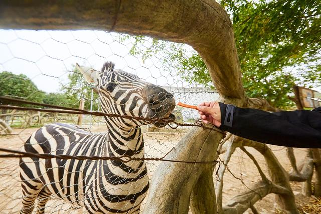 宿州野生动物园，从丛林之王到水上舞者，假日亲子研学游的好去处