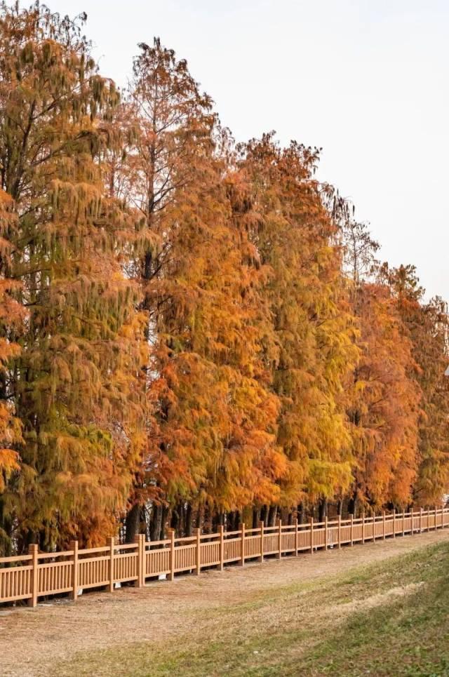 红出圈！南海落羽杉正在刷屏