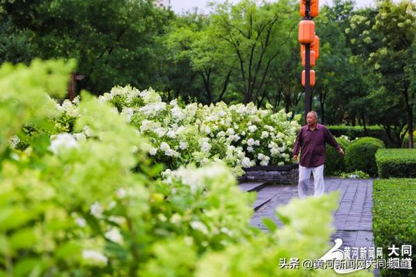 大同古城南城墙绣球花绽放 吸引众多游客市民