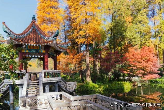 晴晴晴晴晴晴晴晴，东湖彩叶美出新高度！