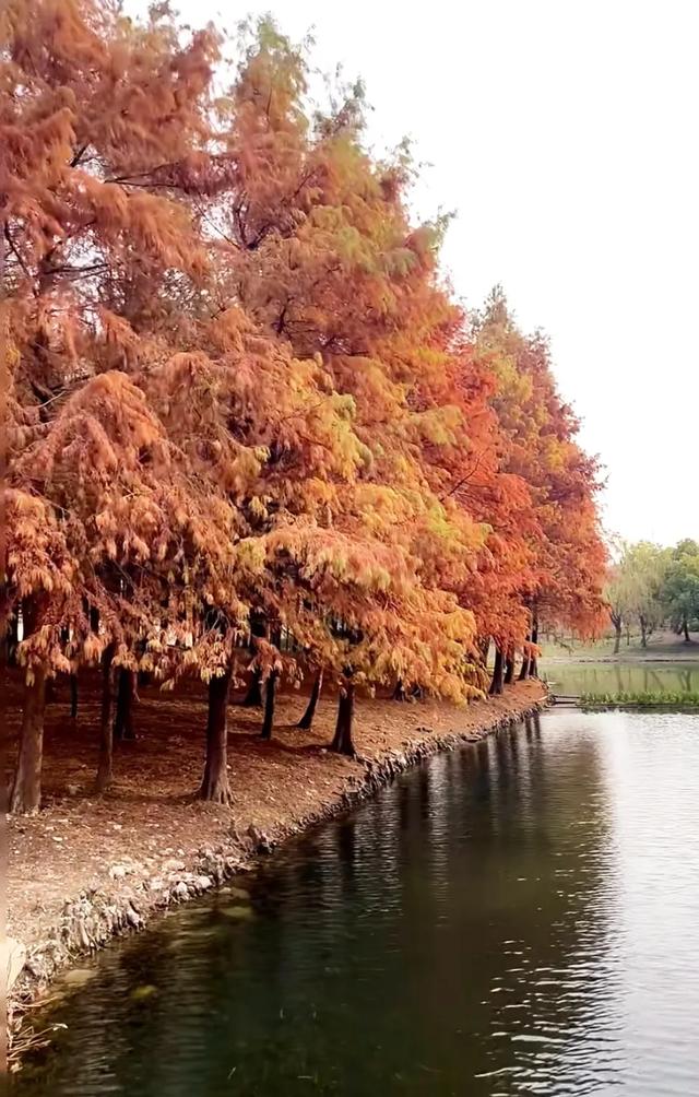 在上海浦东,推荐5个适合秋天拍照的公园