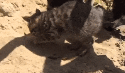 猫咪为什么在食物旁做出埋屎动作？