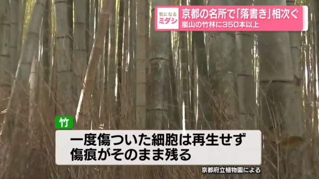 日本网红打卡地快被外国游客 “霍霍” 没了？京都岚山被逼砍竹林！