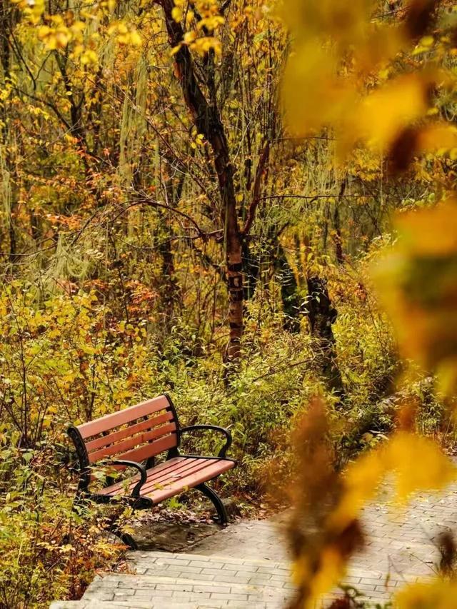 松坪沟彩林已“封神”！泡暖泉、赏非遗打铁花，这波三重盛宴错过等一年！