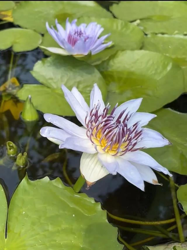 解锁宝藏标地、花植印章和惊喜福利！来花乡，开启秋日的City Walk——