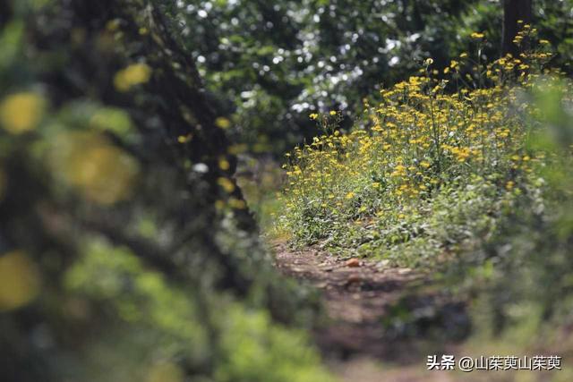 2023年春重庆探亲游（上篇）