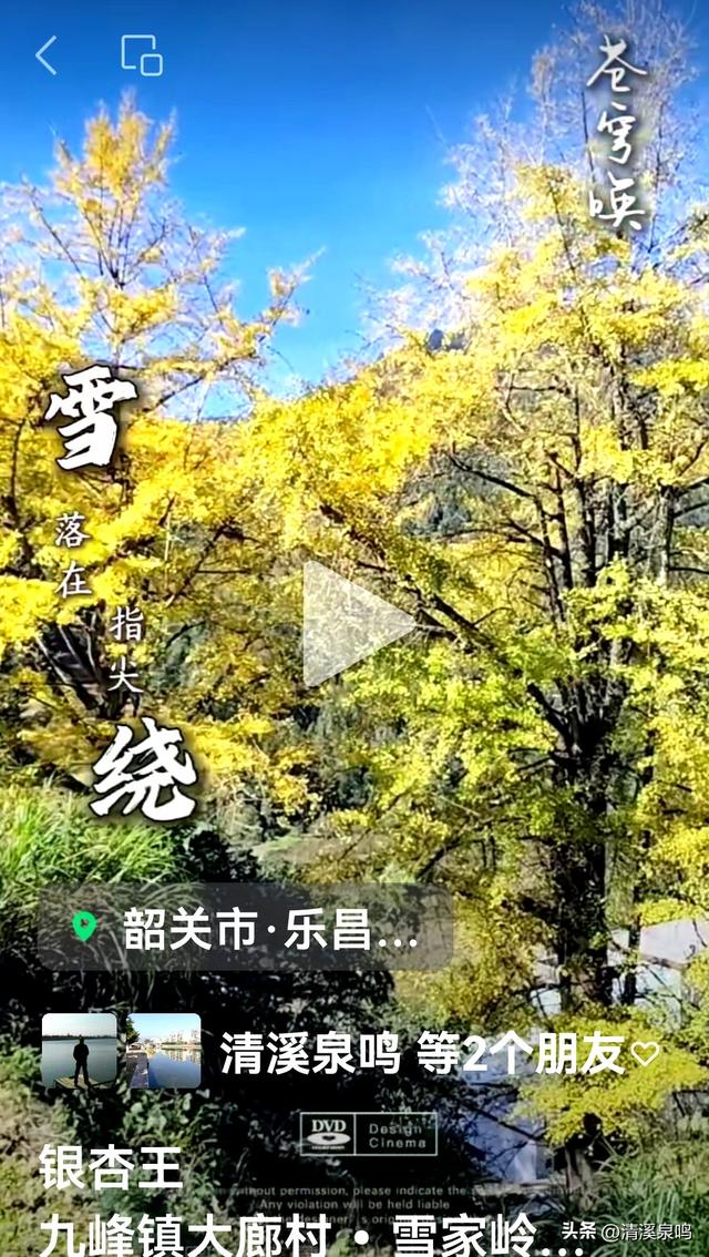 九峰大廊古银杏：岁月的金黄絮语
