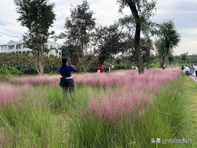 成都必去的三大花海，是秋天的顶流，浪漫成海，地铁公交直达！
