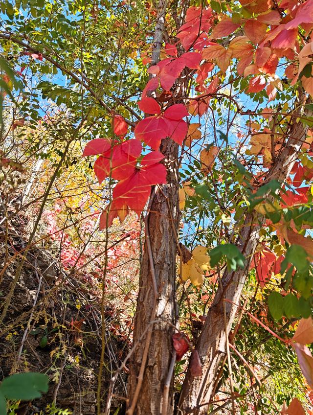 花最少的钱，看最美红叶，邢台佛照山，我们坐火车公交来啦