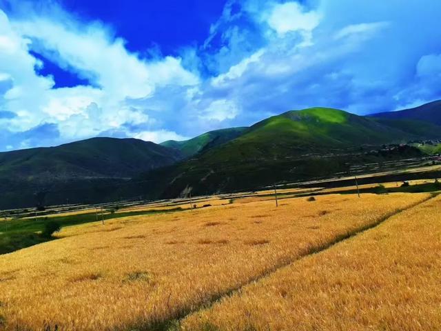 我愿称之为高原 “ 最盛大的秋景 ” ！