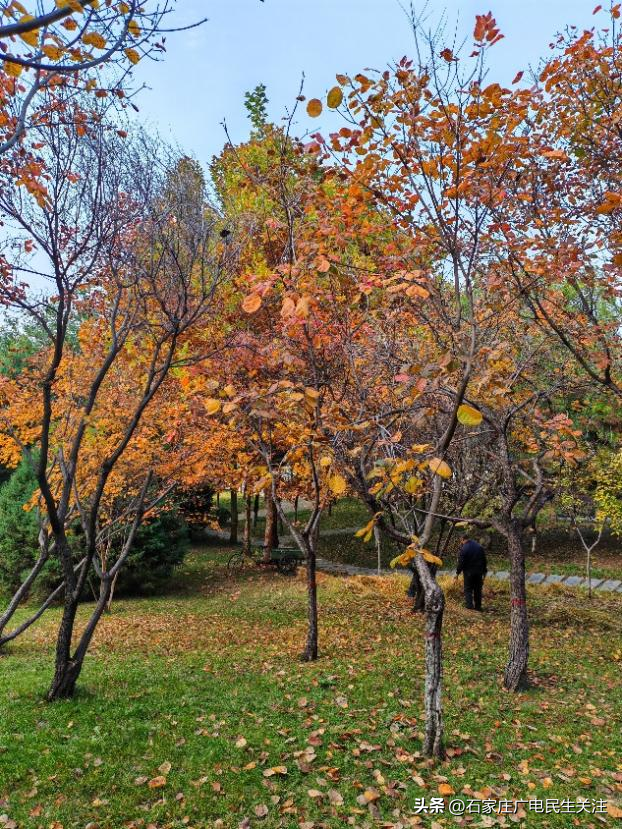 霜叶满阶红！石家庄市公园广场、水系沿线黄栌进入最佳观赏期