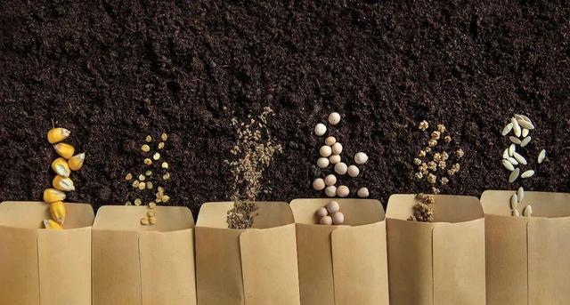 境外间谍盯上中国粮食安全"命根子"！几粒种子能动摇14亿人饭碗？