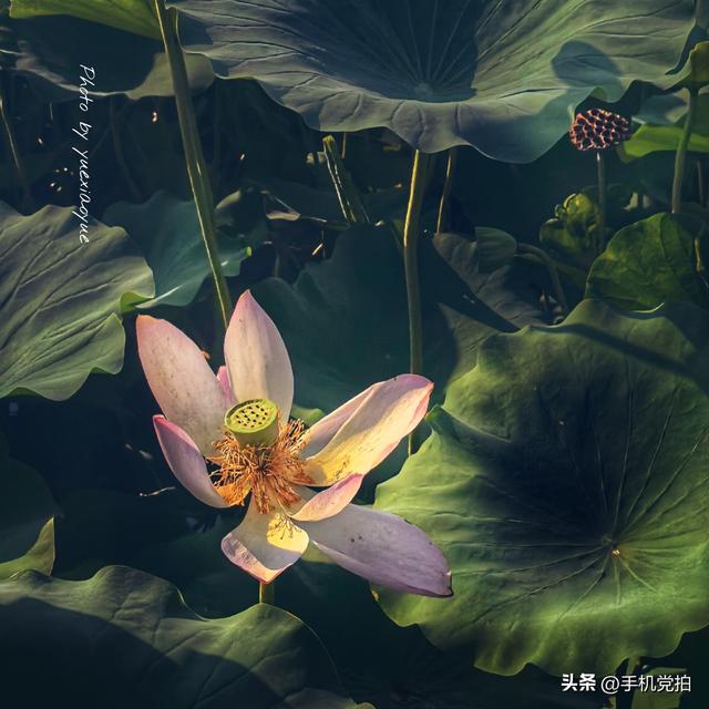 带你逛拍天津小站荷花塘｜这里的荷景别样美