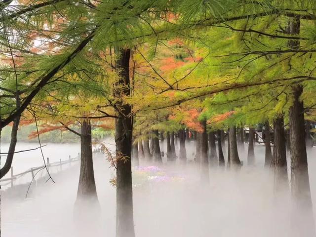 趁天晴出发！洛阳这片杉林红了！无需门票…