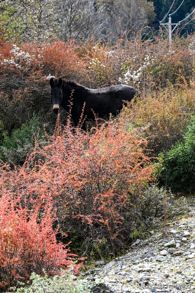 古意秋风三万里（D30）-从迭部到松潘