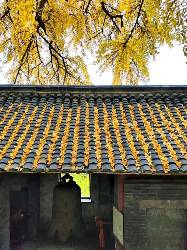 领取限定“杏”运！抓紧来看金色山东