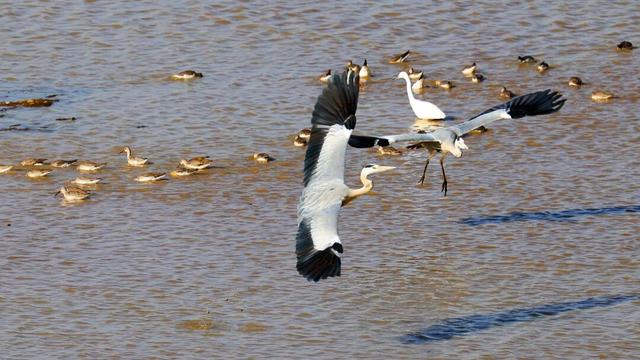 观鸟专线来了！本周六首发，往返29.9元/人