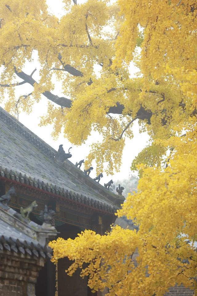 日照这里的千年银杏树，已进入高光时刻~