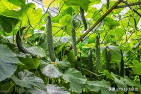 黄瓜和辣椒为什么要喷施食醋？都有哪些好处？什么时候喷施好？图片
