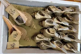 4个外地人在潮汕吃海鲜花了近三千元时嫌贵，潮汕人：吃不起别吃图片