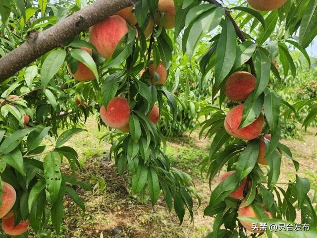 庆农业丰收 享美好生活丨魅力乡村中秋游——中台镇康家沟村