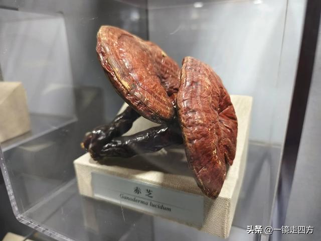 通化市自然博物馆