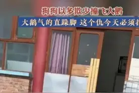 狗狗与大鹅之战图片