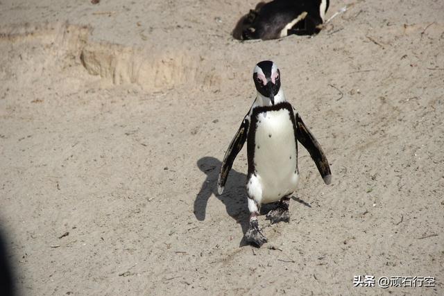 南部非洲：南非开普敦企鹅岛