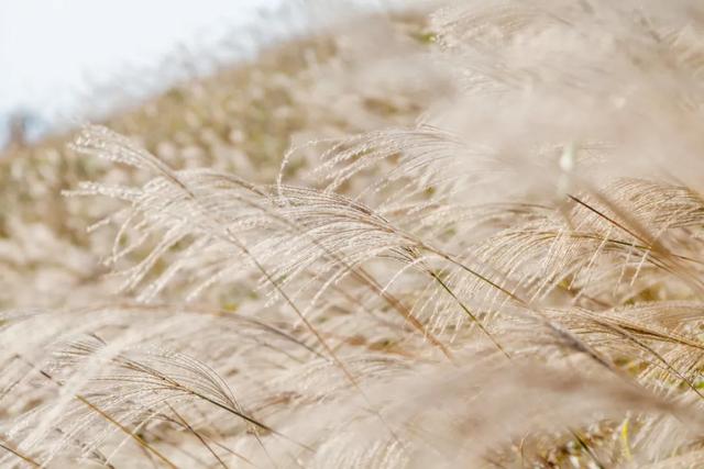 芦花飞雪！比人高+多机位！青岛氛围感芦苇荡初冬打卡地