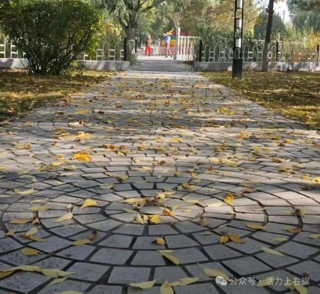 土右旗的秋天不用买，弯腰就能“捡”到治愈！