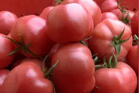 合水县板桥镇：普罗旺斯西红柿喜获丰收 抢“鲜”上市图片