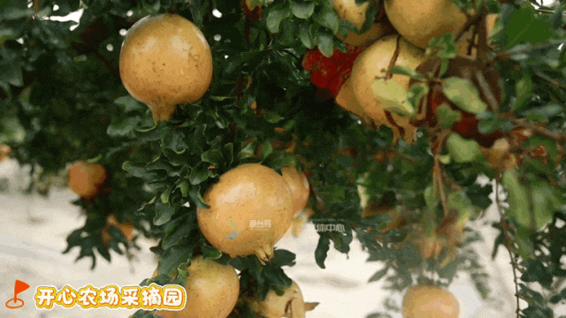 来来来！来鱼台打卡新游玩地点喽