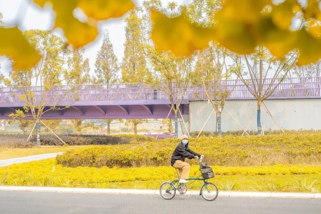 地铁直达！免费！成都20个绝美赏秋地，银杏水杉梧桐红枫限时上演！就在家门口！