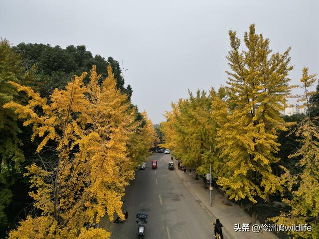 成都徒步（71）·昭觉寺银杏&升仙湖水杉