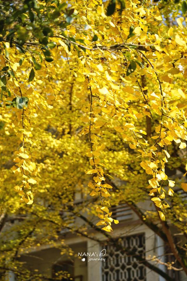 漫游韶关，赴一场山水间的秋日之约