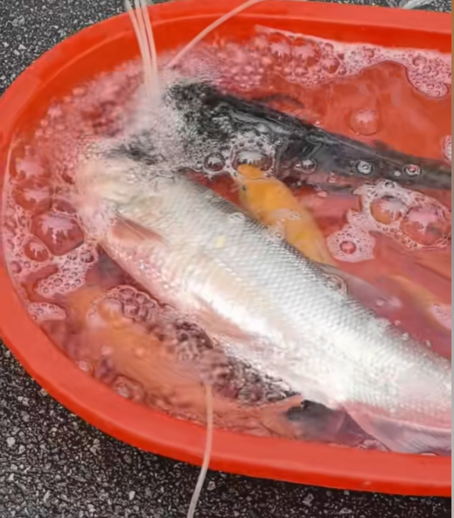 100多斤的翘嘴鱼 100多斤的翘嘴鱼多少钱