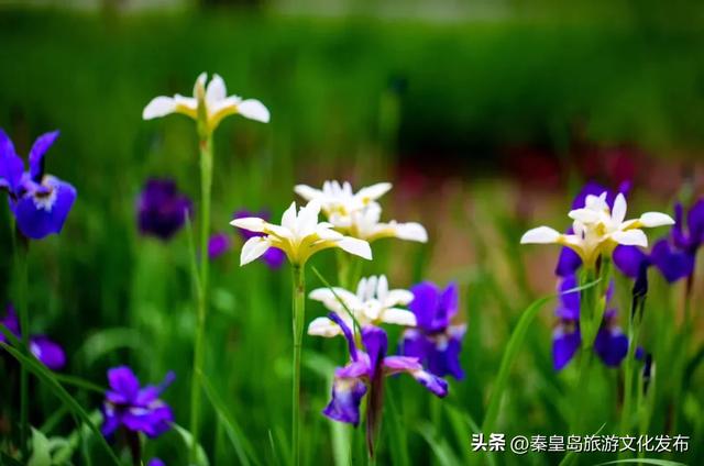统统免费!秦皇岛家门口的这些好去处,千万别错过!