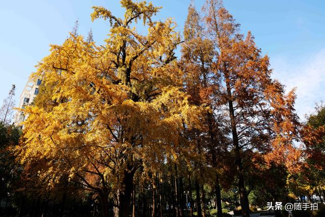 又是一年银杏璀璨时,上海闵行一棵300余年古银杏树进入醉美时刻