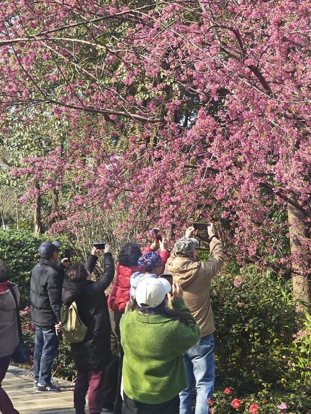 赏花何必等春！这个冬天，成都花儿都开men了→