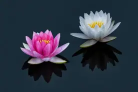 旺自己：无法解释的30条玄学规律！图片