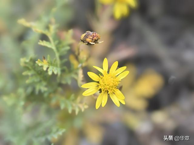 旱塬涅槃：张家塬乡，一座国家级农业主题公园的梦想