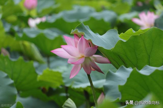 读《爱莲说》悟赏莲攻略，避开人挤人，这 3 处秘境藏着夏趣