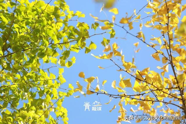 大降温后，青山最美冬景即将上线！