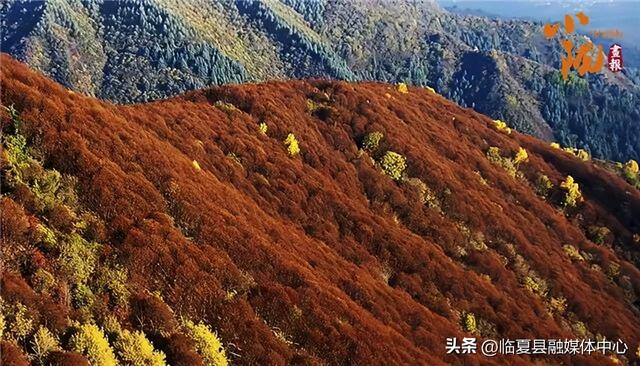 临夏太子山：深秋画卷与初雪的浪漫邂逅