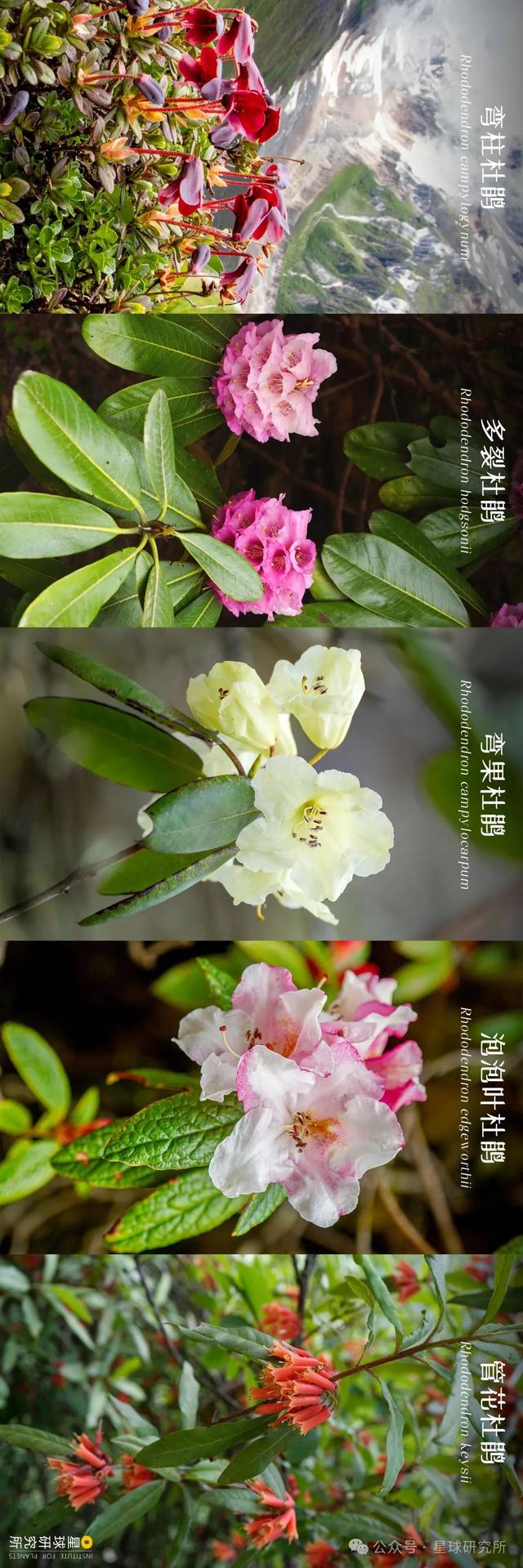中国的雪山花海，开始征服地球了？③