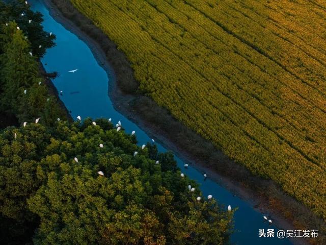 周末去打卡丨来吴江，“捡秋”！